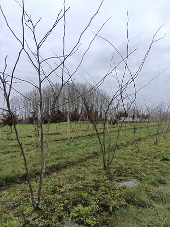 Gleditsia triac. 'Shademaster' 200-250 cm WRB multi-stem