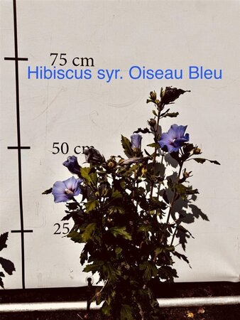Hibiscus syr. 'Oiseau Bleu' BLAUW 60-80 cm met kluit - afbeelding 4