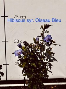 Hibiscus syr. 'Oiseau Bleu' BLAUW 60-80 cm met kluit - afbeelding 4
