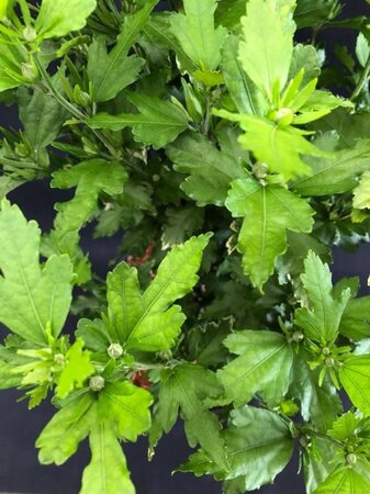 Hibiscus syr. 'Oiseau Bleu' BLAUW 60-80 cm met kluit - afbeelding 3