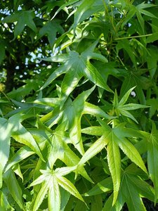 Liquidambar styraciflua 200-250 cm WRB multi-stem