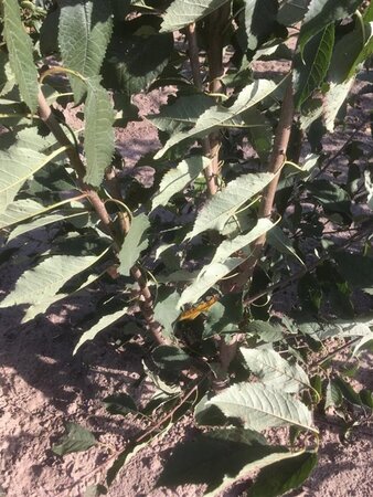 Prunus a. 'Plena' 200-250 cm draadkluit meerstammig - afbeelding 1