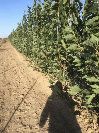 Prunus a. 'Plena' 200-250 cm draadkluit meerstammig - afbeelding 2