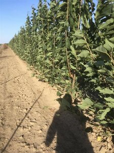 Prunus a. 'Plena' 200-250 cm draadkluit meerstammig - afbeelding 2