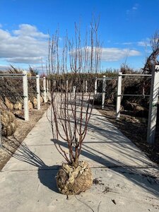 Prunus serrula 200-250 cm draadkluit meerstammig