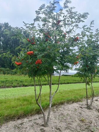 Sorbus aucuparia 200-250 cm WRB multi-stem - image 2
