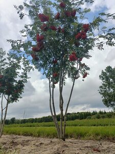 Sorbus aucuparia 200-250 cm WRB multi-stem - image 5
