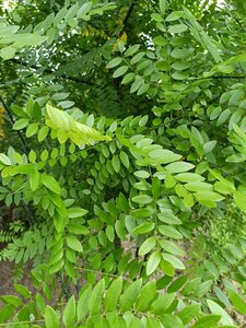 Styphnolobium japonicum = Sophora japonica 200-250 cm draadkluit meerstammig - afbeelding 2