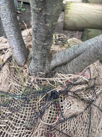 Tamarix tetrandra 175-200 cm draadkluit meerstammig - afbeelding 1