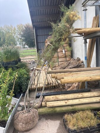 Tamarix tetrandra 175-200 cm draadkluit meerstammig - afbeelding 2