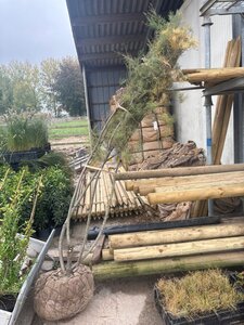 Tamarix tetrandra 175-200 cm draadkluit meerstammig - afbeelding 2