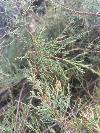 Tamarix tetrandra 175-200 cm draadkluit meerstammig - afbeelding 3