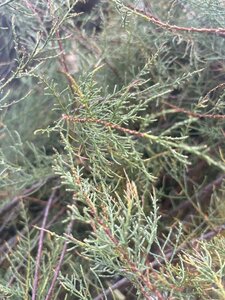 Tamarix tetrandra 175-200 cm draadkluit meerstammig - afbeelding 3