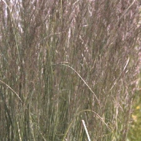 Calamagrostis acut. 'Overdam' geen maat specificatie 0,55L/P9cm - afbeelding 3