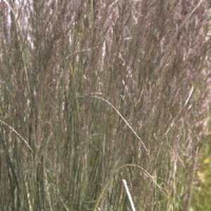 Calamagrostis acut. 'Overdam' geen maat specificatie 0,55L/P9cm - afbeelding 3