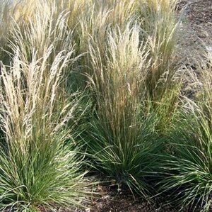 Calamagrostis acut. 'Overdam' geen maat specificatie 0,55L/P9cm - afbeelding 4