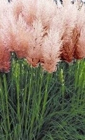 Cortaderia s. 'Rosea' geen maat specificatie 0,55L/P9cm - afbeelding 2