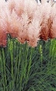 Cortaderia s. 'Rosea' geen maat specificatie 0,55L/P9cm - afbeelding 2