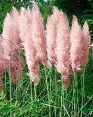 Cortaderia s. 'Rosea' geen maat specificatie 0,55L/P9cm