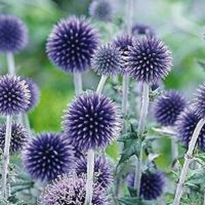 Echinops ritro 'Veitch's Blue' geen maat specificatie 0,55L/P9cm - afbeelding 5