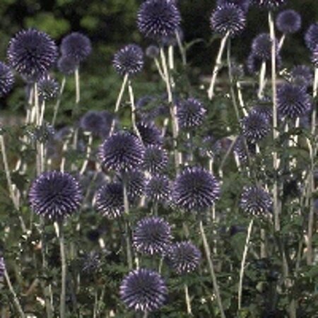 Echinops ritro 'Veitch's Blue' geen maat specificatie 0,55L/P9cm - afbeelding 6