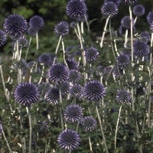 Echinops ritro 'Veitch's Blue' geen maat specificatie 0,55L/P9cm - afbeelding 6