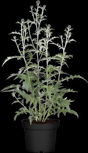 Echinops ritro 'Veitch's Blue' geen maat specificatie 0,55L/P9cm