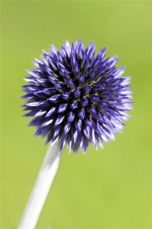 Echinops ritro 'Veitch's Blue' geen maat specificatie 0,55L/P9cm - afbeelding 2