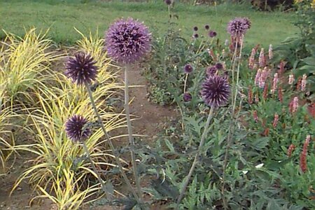 Echinops ritro 'Veitch's Blue' geen maat specificatie 0,55L/P9cm - afbeelding 4