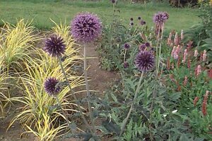 Echinops ritro 'Veitch's Blue' geen maat specificatie 0,55L/P9cm - afbeelding 4