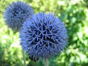 Echinops ritro 'Veitch's Blue' geen maat specificatie 0,55L/P9cm - afbeelding 7