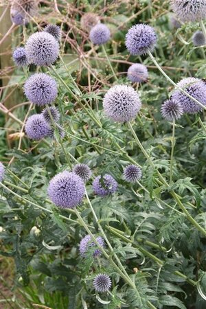 Echinops ritro 'Veitch's Blue' geen maat specificatie 0,55L/P9cm - afbeelding 3