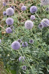 Echinops ritro 'Veitch's Blue' geen maat specificatie 0,55L/P9cm - afbeelding 3
