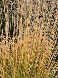 Molinia arund. 'Windspiel' geen maat specificatie 0,55L/P9cm