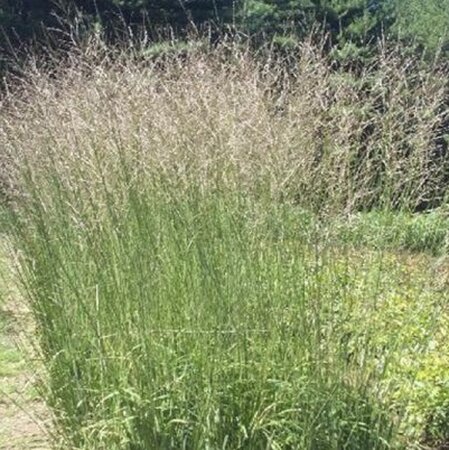 Molinia arund. 'Windspiel' geen maat specificatie 0,55L/P9cm - image 2