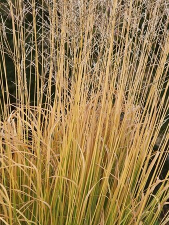 Molinia arund. 'Windspiel' geen maat specificatie 0,55L/P9cm - image 1