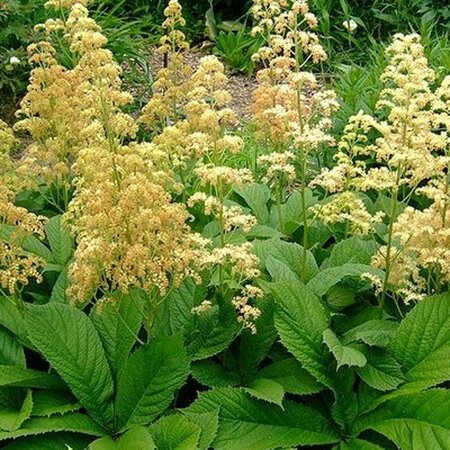 Rodgersia pinnata geen maat specificatie 0,55L/P9cm - afbeelding 4