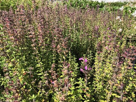 Teucrium lucidrys geen maat specificatie 0,55L/P9cm - afbeelding 1