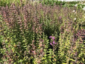 Teucrium lucidrys geen maat specificatie 0,55L/P9cm