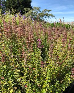 Teucrium lucidrys geen maat specificatie 0,55L/P9cm - afbeelding 2