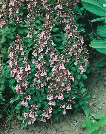 Teucrium lucidrys geen maat specificatie 0,55L/P9cm - afbeelding 4