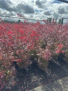 Acer pal. 'Atropurpureum' 100-125 cm met kluit extra