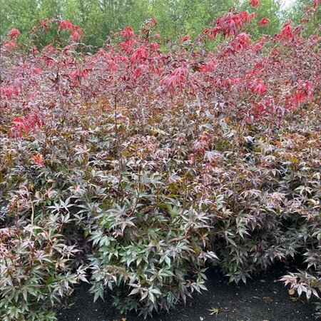 Acer pal. 'Bloodgood' 100-125 cm met kluit extra - afbeelding 1