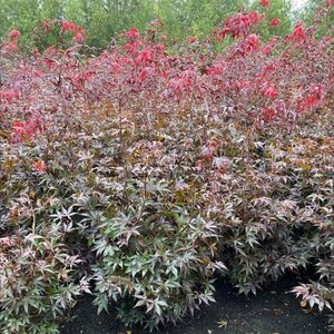 Acer pal. 'Bloodgood' 100-125 cm met kluit extra