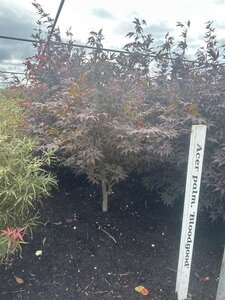 Acer pal. 'Bloodgood' 100-125 cm met kluit extra - afbeelding 2