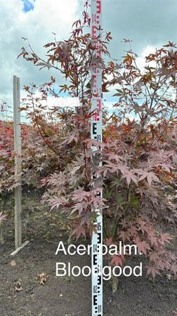 Acer pal. 'Bloodgood' 125-150 cm met kluit extra - afbeelding 2