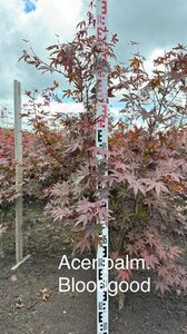 Acer pal. 'Bloodgood' 125-150 cm met kluit extra - afbeelding 2