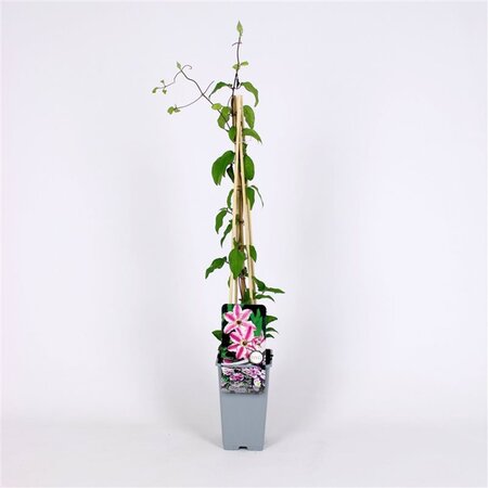 Clerodendrum chinense 'Turcamelia' 70 cm vierkant 2L