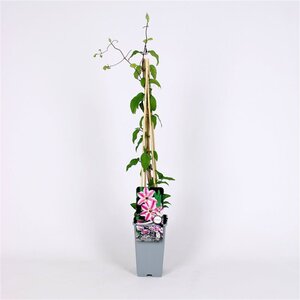 Clerodendrum chinense 'Turcamelia' 70 cm vierkant 2L