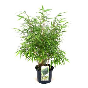 Fargesia robusta 'Formidable' 60-80 cm cont. 5,0L